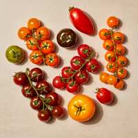 Read Isle of Wight Tomatoes Reviews